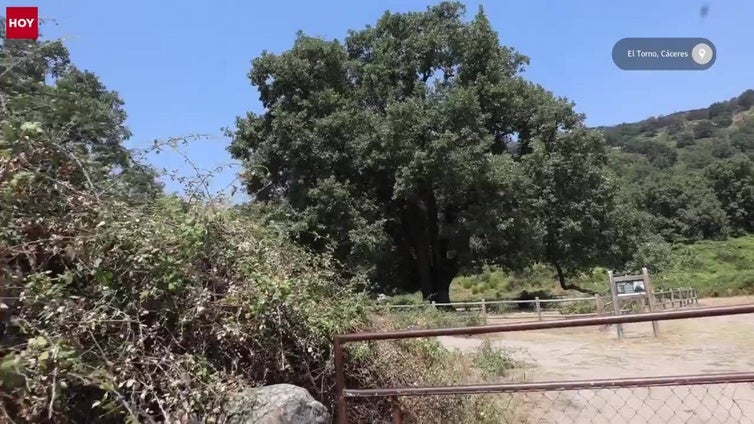 El roble Acarreadero, el árbol más armonioso de Extremadura que se salvó de las llamas