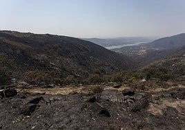 Zona arrasada por el incendio de Jarilla.