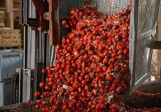 Carga de un camión con los tomates extremeños.