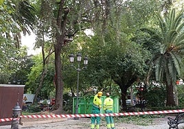 Poda preventiva en el jardín del Paseo de Cánovas para evitar nuevas caídas en árboles afectados por estrés térmico.