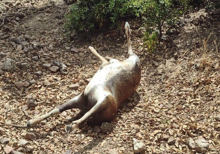 Investigan a dos vecinos de Azuaga por la caza furtiva de muflones en una finca de Monterrubio de la Serena