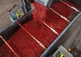 Carga de los camiones llenos de tomates procedentes de Extremadura que este miércoles protagonizarán la Tomatina de Buñol.