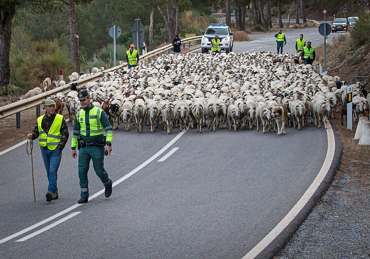 Los rebaños trashumantes pueden recorrer más de 1.000 kilómetros.