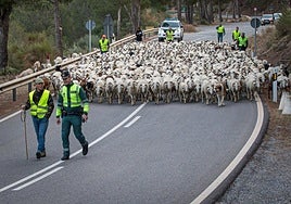 Los rebaños trashumantes pueden recorrer más de 1.000 kilómetros.