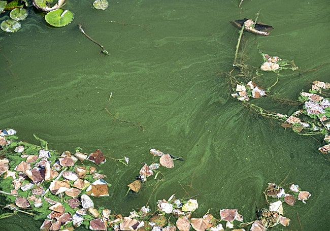 Aspecto del río cerca del club de piragüismo este mes.