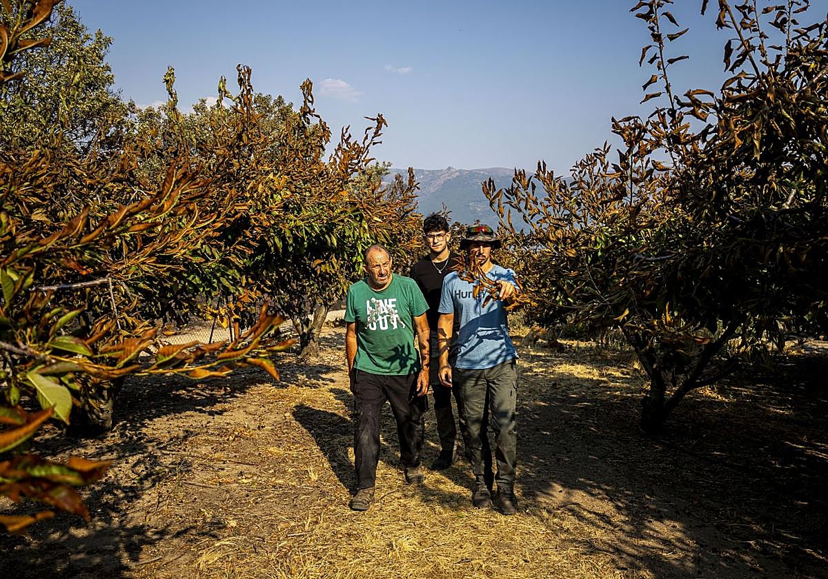 Cerezos quemados en el Valle del Jerte por el incendio que arrancó en Jarilla.