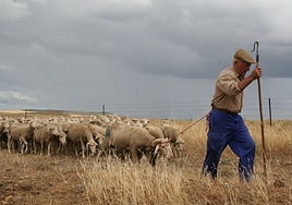Rebaño de ovejas avanzando por la zona de la Serena, en la provincia de Badajoz.