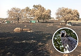 Zona quemada en el incendio de Aliseda este agosto.