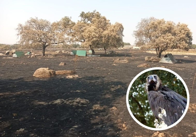 Los incendios en la Sierra de San Pedro han quemado 60 nidos de buitre negro