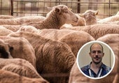 Investigadores extremeños descubren que los corderos engordan más rápido si comen ajo deshidratado