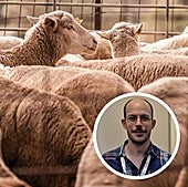 Investigadores extremeños descubren que los corderos engordan más rápido si comen ajo deshidratado