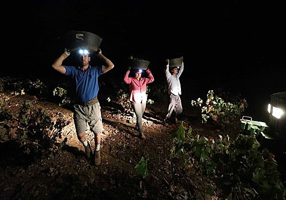 Vendimiando en Tierra de Barros antes de que salga el sol para evitar las altas temperaturas.