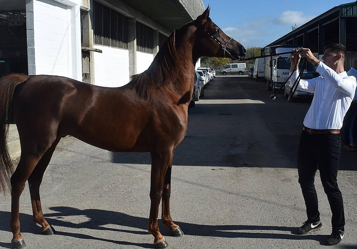 Caballo de pura raza árabe.