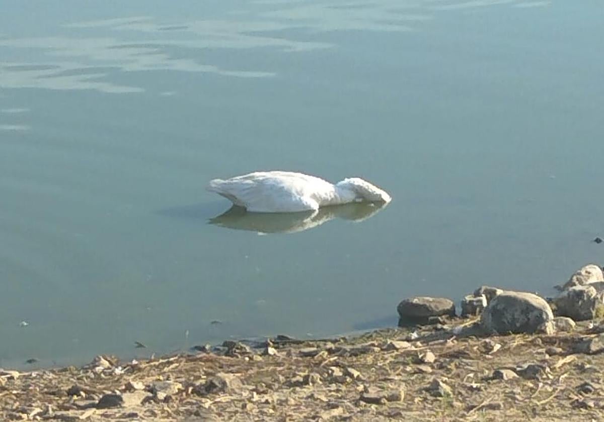 Aparecen muertos entre cinco y diez patos en el pantano San Roque de Guareña