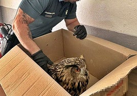 La Guardia Civil rescata un búho real herido y desorientado en Puebla de Alcocer