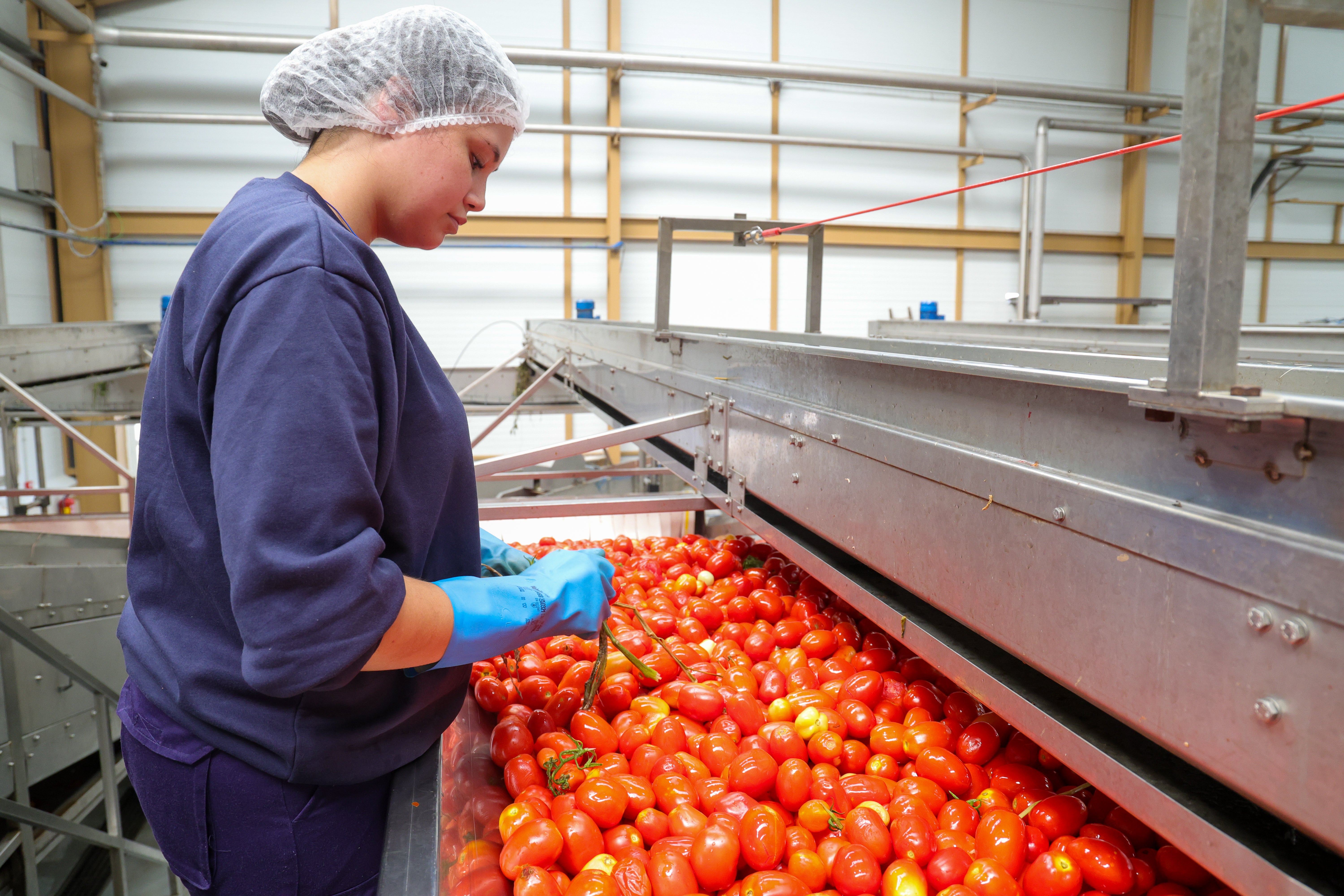 Una trabajadora selecciona tomate en Pronat.
