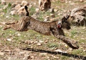 Se confirma la presencia de un lince en Talaván y el Ayuntamiento lanza un aviso a los dueños de perros