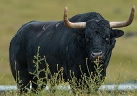 'Sanluqueño', un astado con el número 59 y guarismo 1 de la ganadería 'Chamaco'