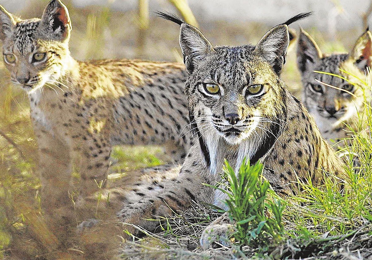 Linces ibéricos, de los que había apenas cien a principios de siglo y ya hay más de dosmil.