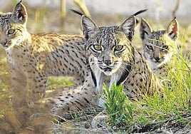Linces ibéricos, de los que había apenas cien a principios de siglo y ya hay más de dosmil.