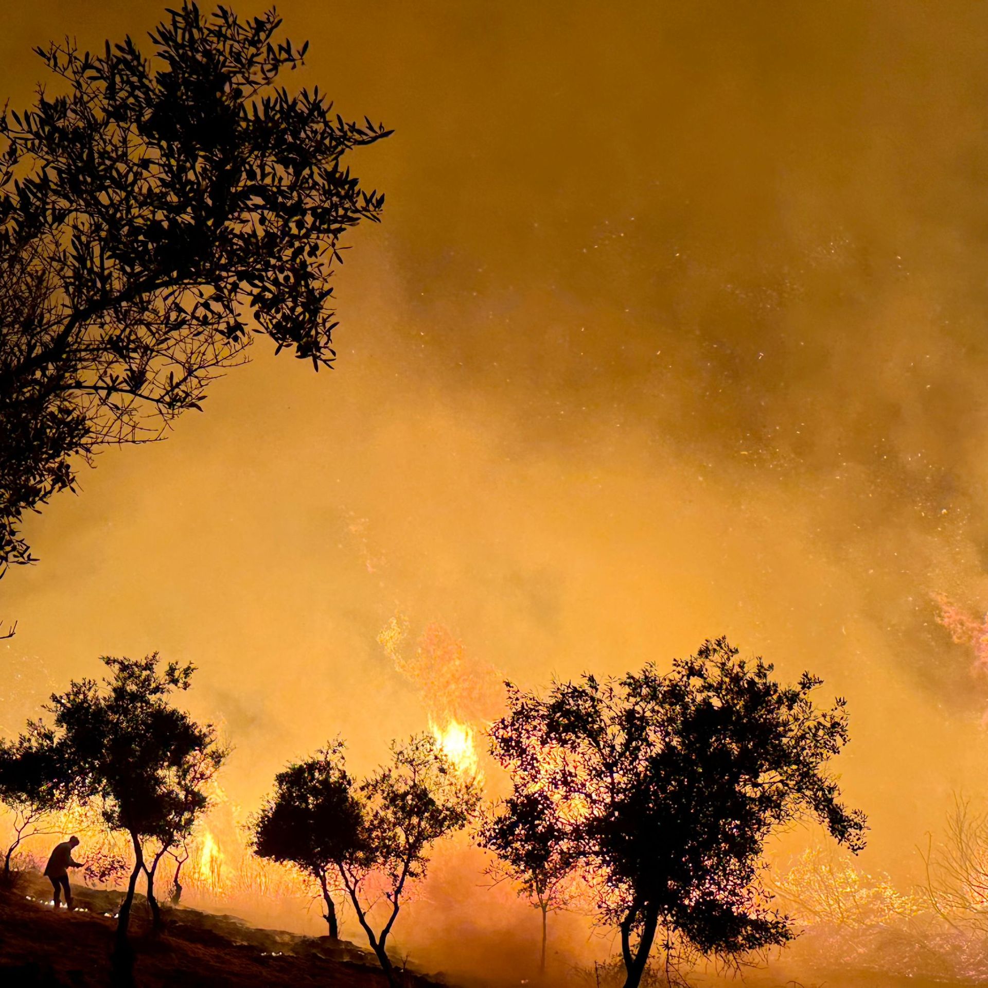 Imagen secundaria 2 - Un incendio arrasa 25 hectáreas de monte y cultivos en Perales del Puerto