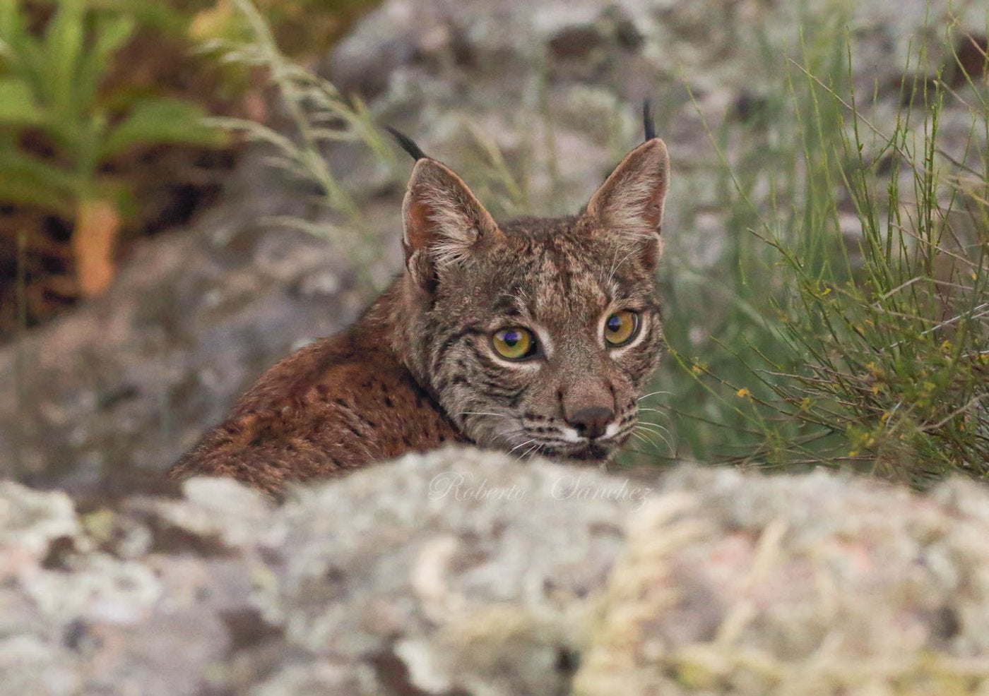 Ejemplar de Lince ibérico (Lynx pardinus).