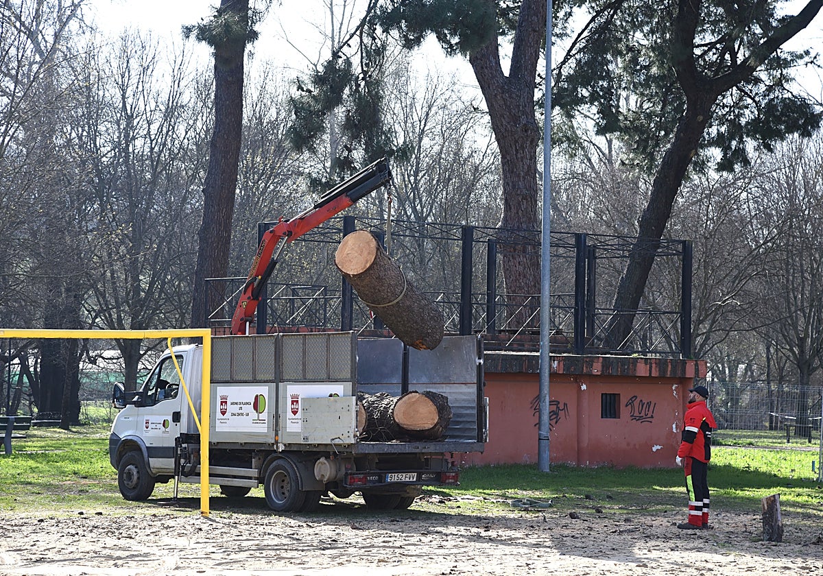 La UTE de Jardines de Plasencia desaloja uno de los árboles talados en La Isla.