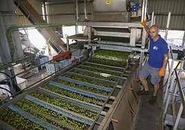 Procesado de la aceituna de mesa.