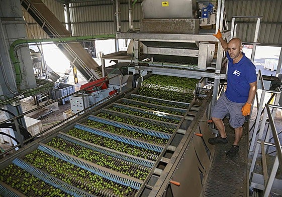 Procesado de la aceituna de mesa.