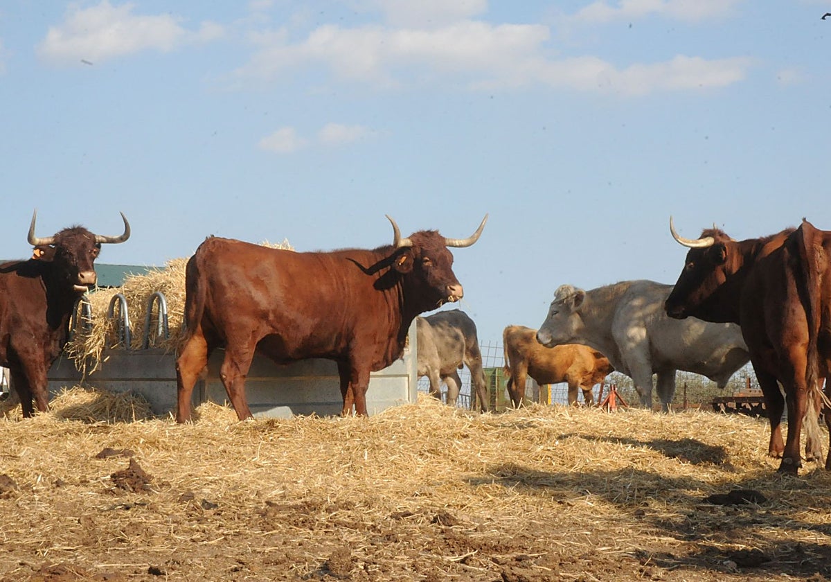 Explotación de vacuno no relacionada con el foco de carbunco detectado en Alburquerque.