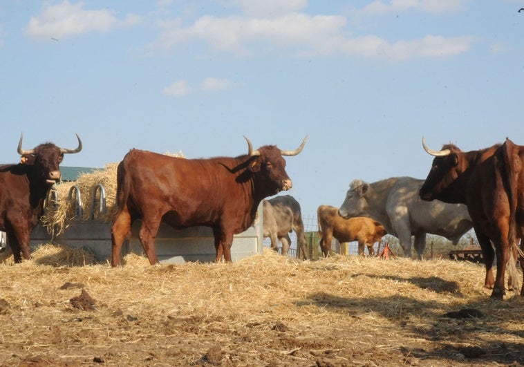 Detectan nuevos casos de carbunco en una explotación bovina de Alburquerque