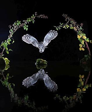 Primer premio de naturaleza, 'El arco'