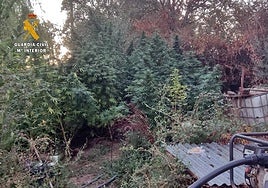 Investigada una vecina de La Codosera por cultivar 44 plantas de marihuana