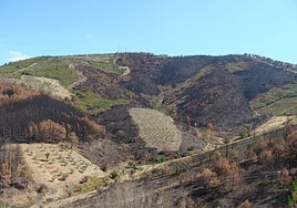 Fincas cultivadas intactas tras uno de los incendios producidos en la comarca de Las Hurdes.