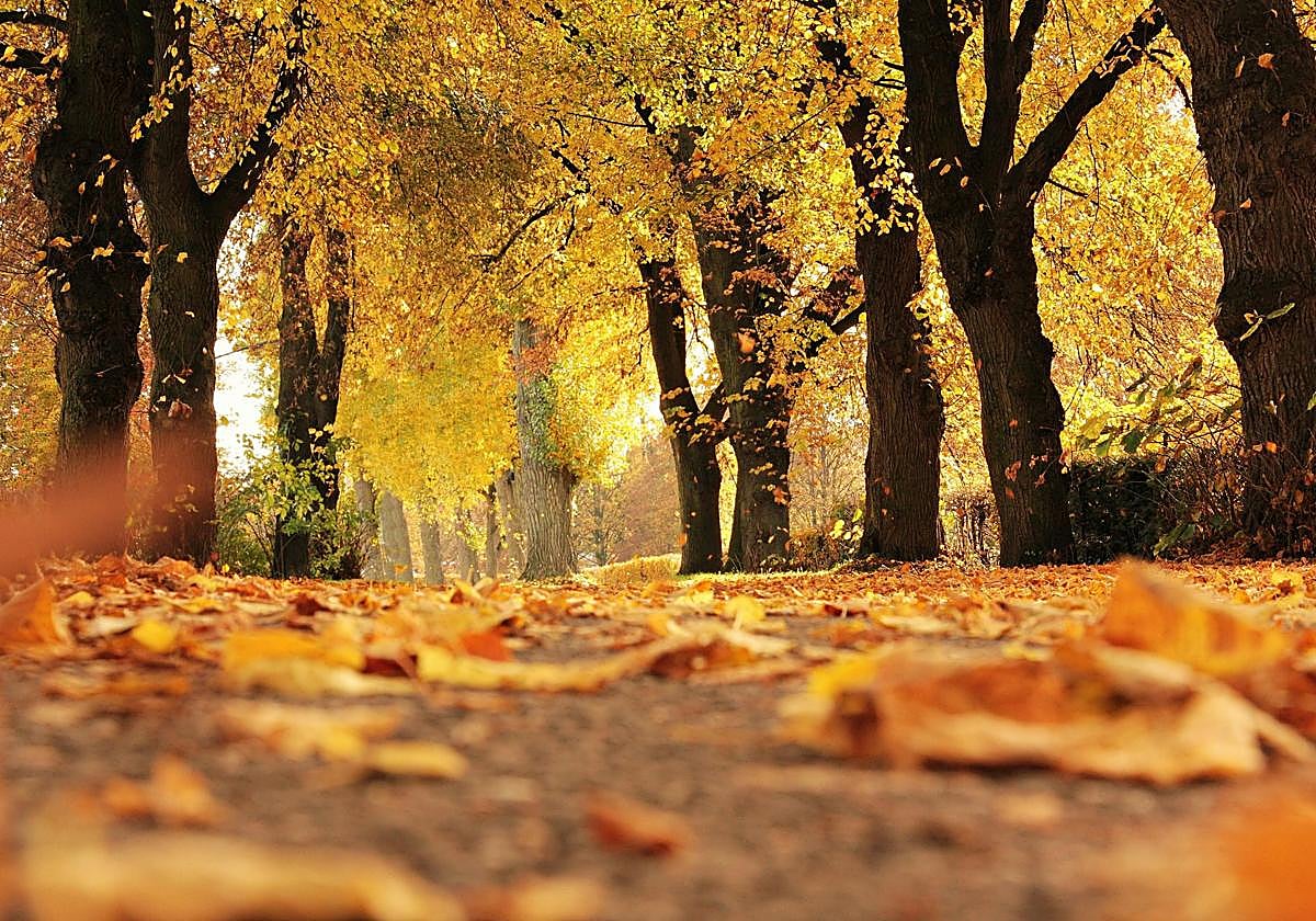 Qué día empieza el otoño: esta es la fecha y hora oficial