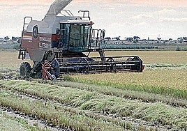 Cultivo de arroz en Extremadura.