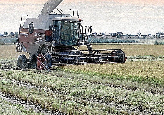 Cultivo de arroz en Extremadura.
