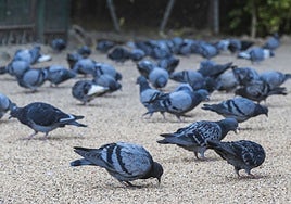 Muchas palomas en el parque de Castelar.