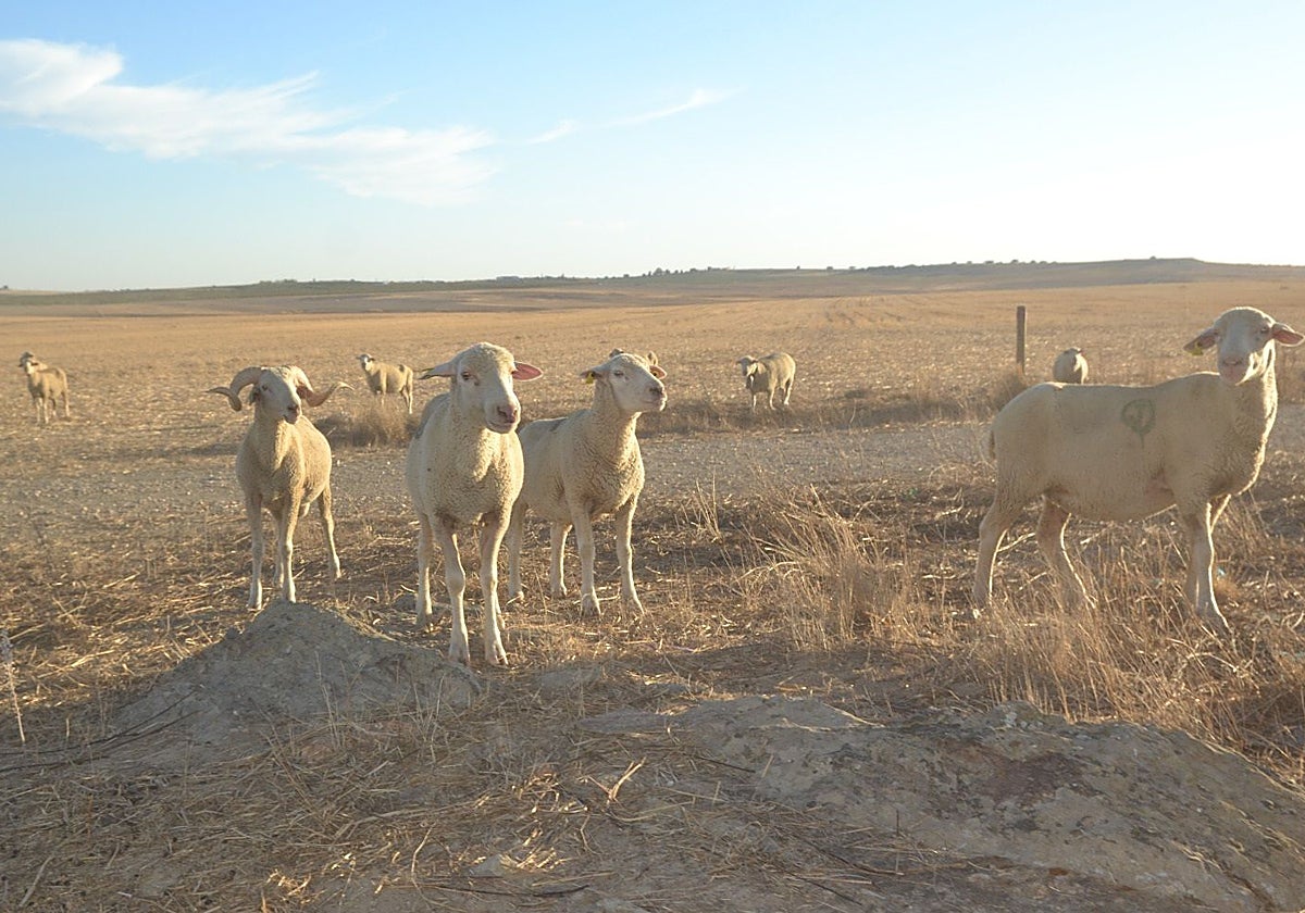 Explotación ovina en Extremadura.