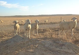 Explotación ovina en Extremadura.