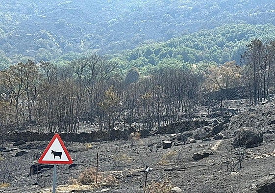 Monte afectado por uno de los incendios forestales que han tenido lugar este verano en la región.