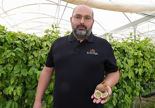 Antonio Casado hace balance positivo tras tres años de experimentación con maracuyá en Don Benito.