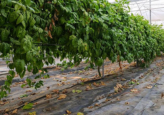 En Extremadura se ha conseguido cultivar en invernadero.