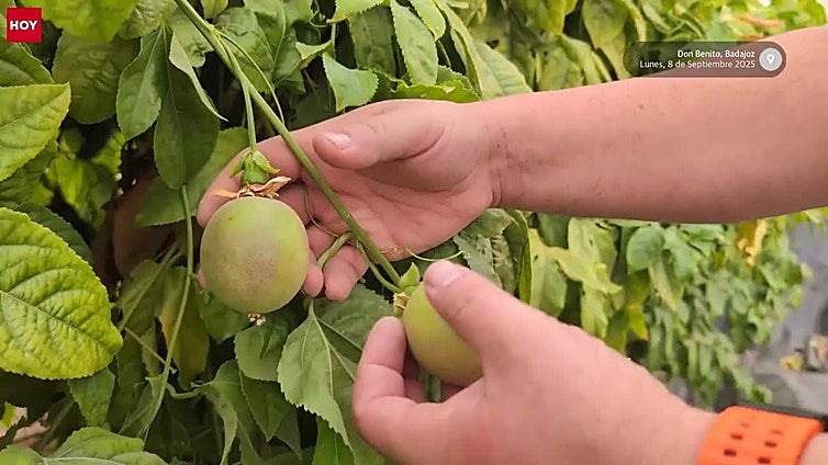 Extremadura prueba el cultivo de maracuyá