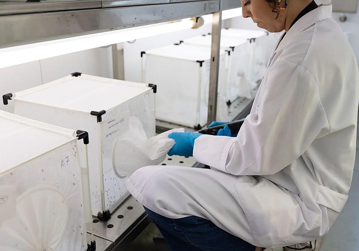 Pruebas con mosquitos para la detección del virus del Nilo