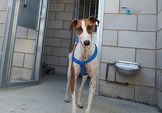 Uno de los perros acogidos en el interior del albergue.