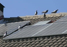 Palomas en un tejado de una vivienda en Mérida.