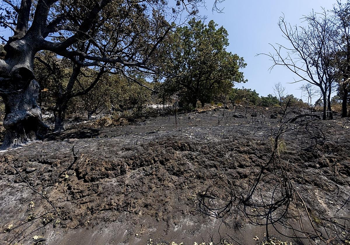 El Plan Infoex prorroga la época de peligro alto de incendios hasta el próximo día 26