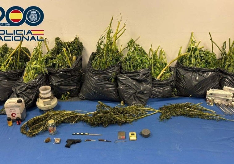 La Policía Nacional desmantela una plantación de marihuana en el barrio de San Andrés de Mérida