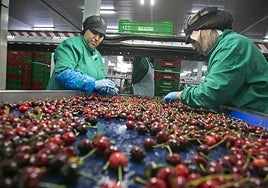 Trabajadoras de la central de la Agrupación de Cooperativas del Valle del Jerte seleccionan la fruta.